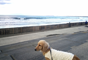 海辺のアルバムphoto